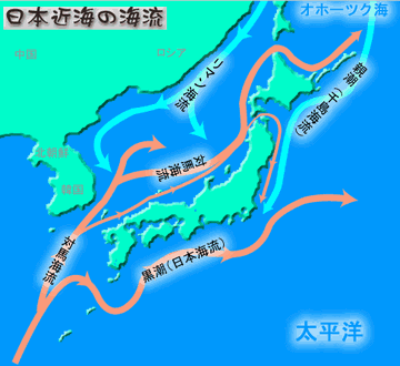 日本海を、暖流の対馬海流が流れ上がってるから