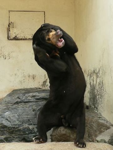 クマゲラなんて云うから、クマを襲って食べるのかと思った