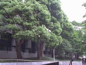 千代田区霞ヶ関桜田通りのクスノキ
