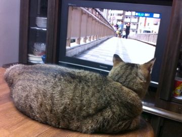 テレビ大好き