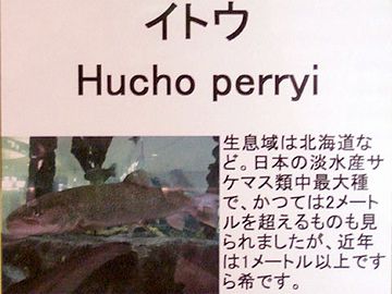 十勝川で、2.1メートルの個体が捕獲されたこともあります