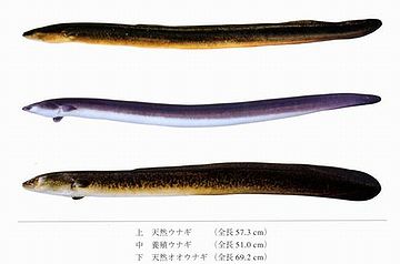 ウナギだって、糸魚とは呼ばれないわけでしょ