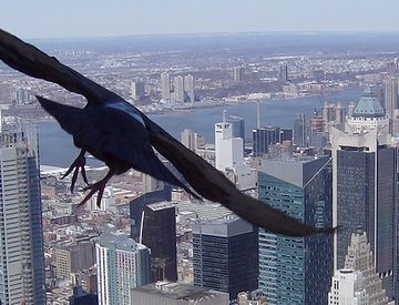 鳥に高所恐怖症は、いるんでしょうか?