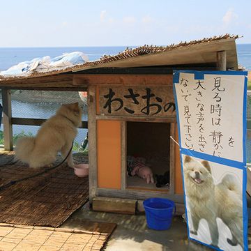 人気者はツライ