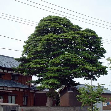 新潟市内の農家の庭にそびえるタブノキ