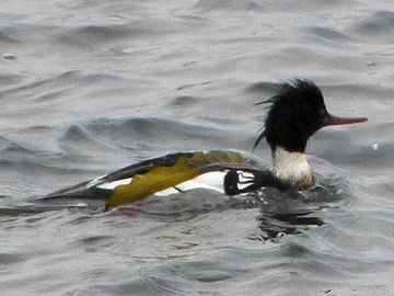 函館の海で昆布を背負う“ウミアイサ”