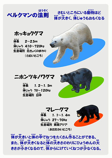 ベルクマンの法則ですね