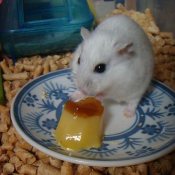 ハムには、プリン体が多いんですか?