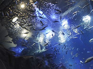 『男鹿水族館GAO』男鹿の海大水槽・真上を魚が泳ぐ水中トンネル