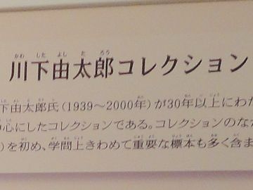 川下由太郎コレクション