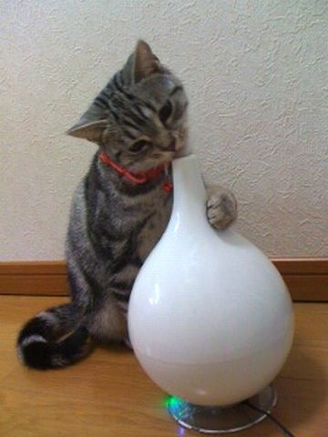 徳利なんて覗かないで