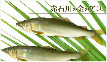 赤石川渓流の『金アユ』は、特に有名です