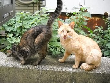 右のネコ、ぜったい、こう言ってます→『くっさー』