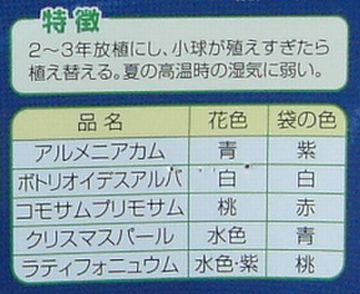 ムスカリの球根・種類