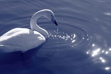 白鳥はかなしからずや空の青海のあをにも染まずただよふ