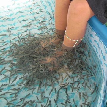 足元には、魚はうじゃうじゃいた