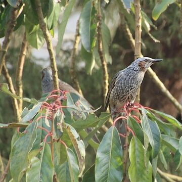 ユズリハに留まるヒヨドリ