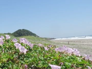 海岸近くというのは、空が開けてます