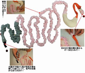 全身骨格模型『筋臓くん』消化管バージョン