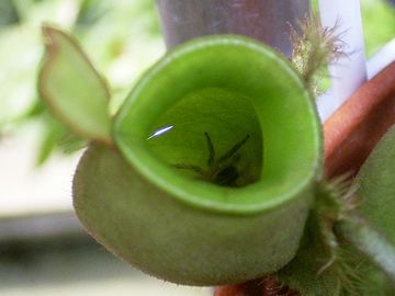 胃が、食虫植物のウツボカズラの袋みたいになってる感じだった