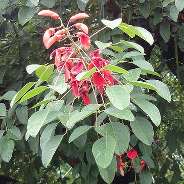 葉と花の形から、マメ科