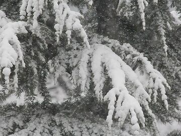 枝が柔らかく、雪の荷重に強い