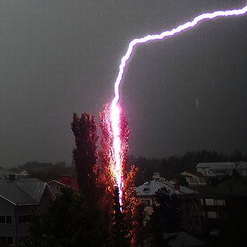 何十年前かの落雷で大枝が折れ……