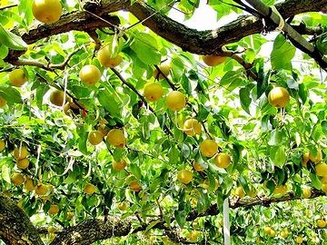 新潟は、梨の産地
