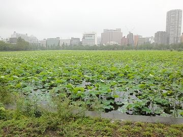 言わずと知れた『不忍池』です