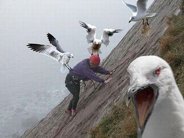 これはもちろん鳥葬ではありません。怒ってますね。巣が近いんでしょうか。
