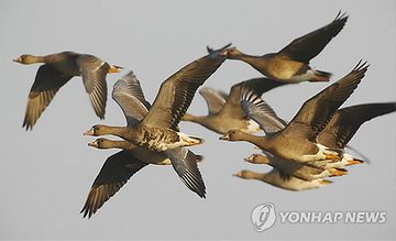 100箇所くらいに癌が見つかったとか