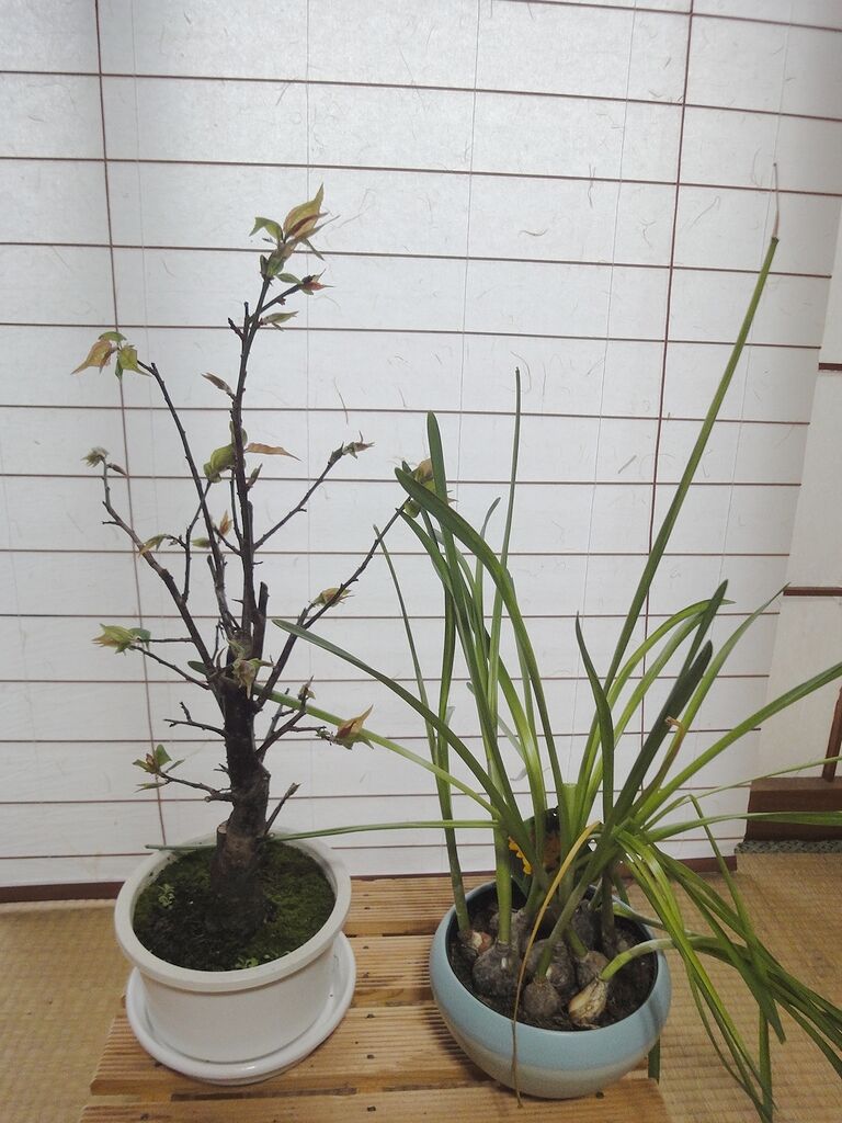 梅の新芽が、だいぶ開いて来ました