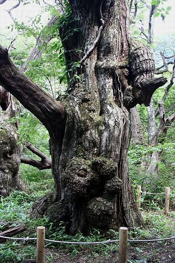 『栗太郎』と呼ばれる赤城山の巨木