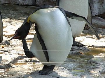 “微妙”のポーズ。上野動物園のウララちゃんです(2009年)。