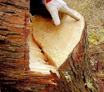 材木の断面を見てもわかるとおり、材の中はびっしり詰まってるわけでしょ