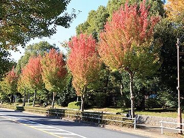 街路樹などで、普通に見られます