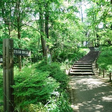 都立林試の森公園の園路