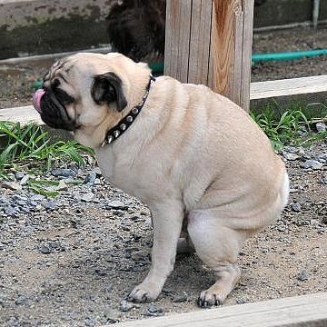 女性および男性の大は、段の上にあがってしゃがむわけ