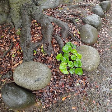 まん丸の石を撮ったのではなく