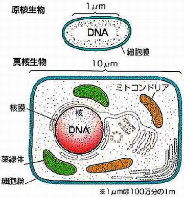 細菌と酵母は、全く異なる生物と言えるわけね