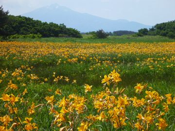 6月上旬から咲くニッコウキスゲは見ものだとか