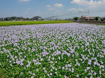 水面を覆い尽くしたホテイアオイ