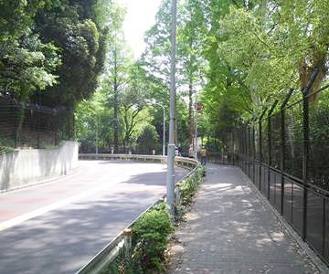 。ガードレールに沿って植えられてるのが、ハマヒサカキとツツジです