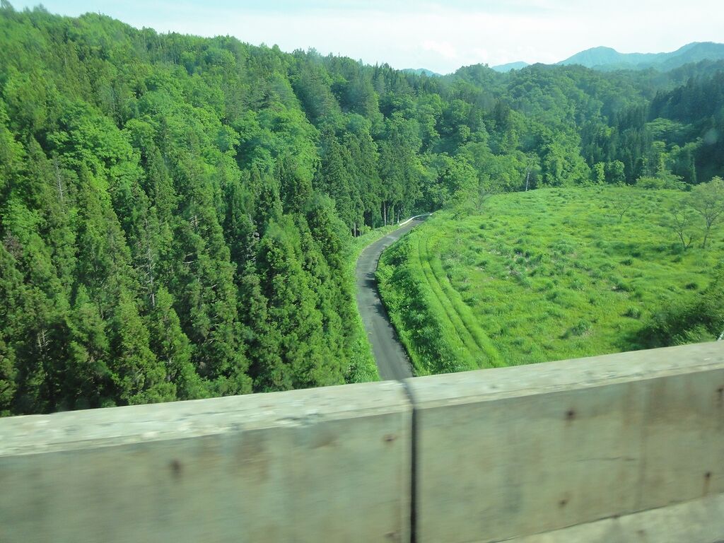 人がいなくなったら植物に覆われてしまうわ