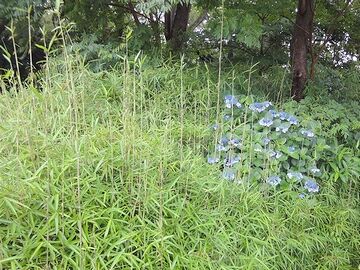 伸び放題の笹とガクアジサイ