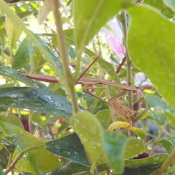 南側のベランダに運びました