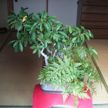 わたしと一緒に暮らすガジュマルちゃん