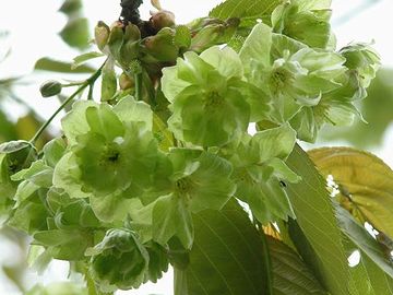 緑色の花を咲かせる桜「御衣黄（ぎょいこう）」