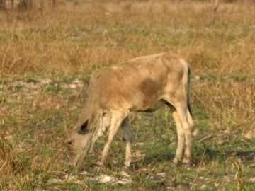 さっき先生は、野生の牛は栄養が悪くて筋張ってるとか言ったでしょ