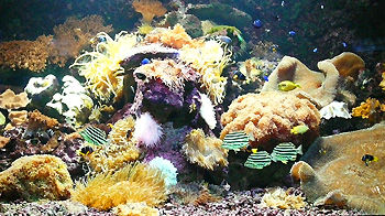 串本海中公園・水族館